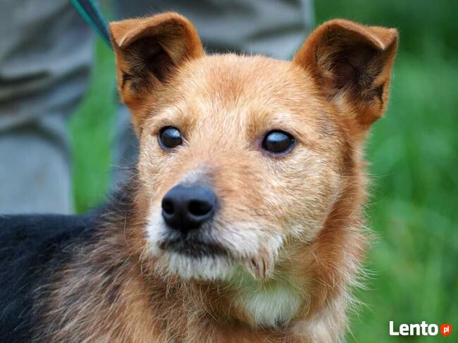 Starszy niewidomy psiak kochający ludzi szuka PILNIE domu