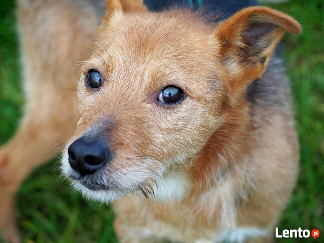 Starszy niewidomy psiak kochający ludzi szuka PILNIE domu