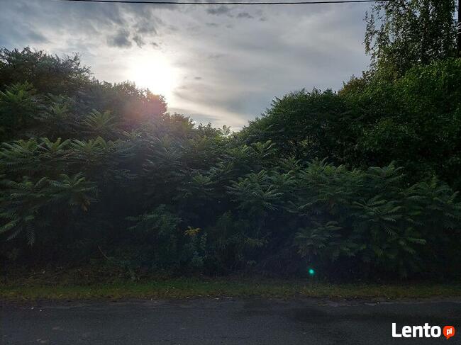 Działka budowlana w miejscowości Braciszów