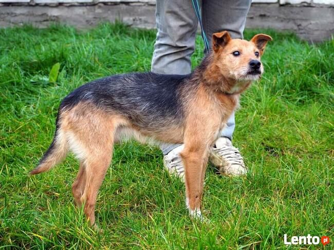 IGNAŚ kochany proludzki psiak BŁAGA o kochający domek