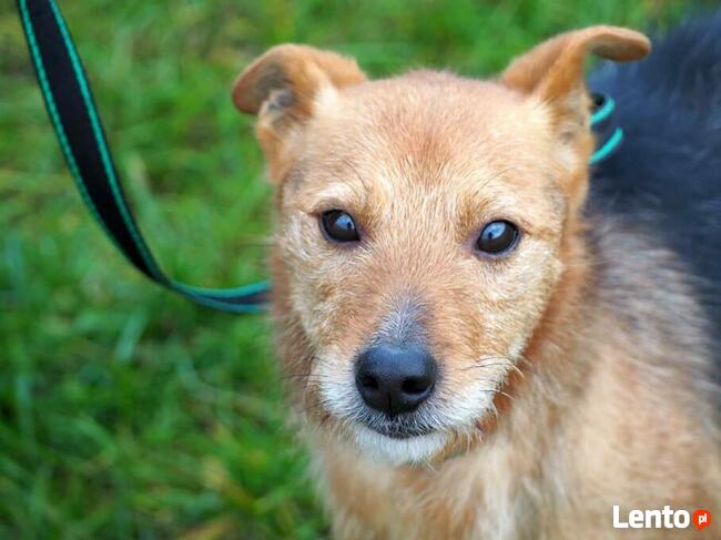 Starszy niewidomy psiak kochający ludzi szuka PILNIE domu