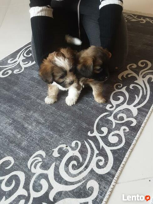 Szczeniaki shih tzu