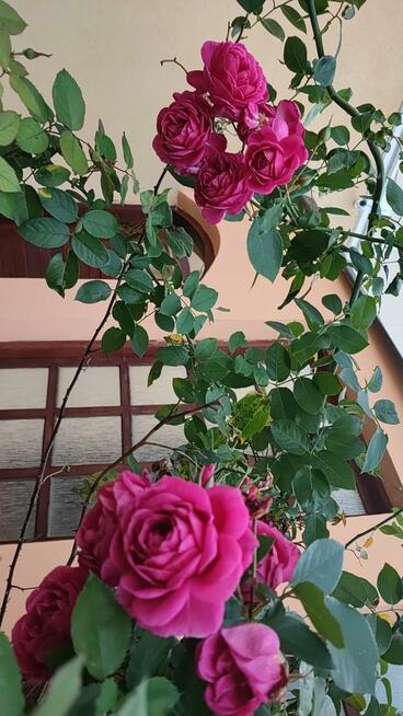 30 zł Hostel, noclegi Warszawa, Włochy, 30zł Хостел, жилье в