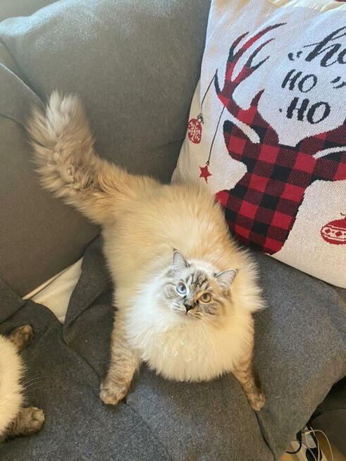 Kot Ragdoll