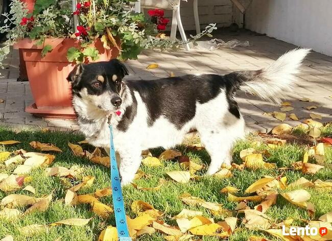 Pogodny przyjacielski psiak BŁAGA o ratunek