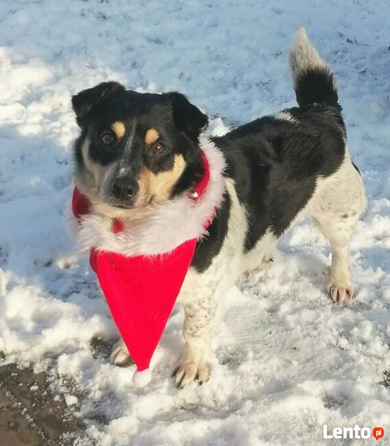 Pogodny przyjacielski psiak BŁAGA o ratunek