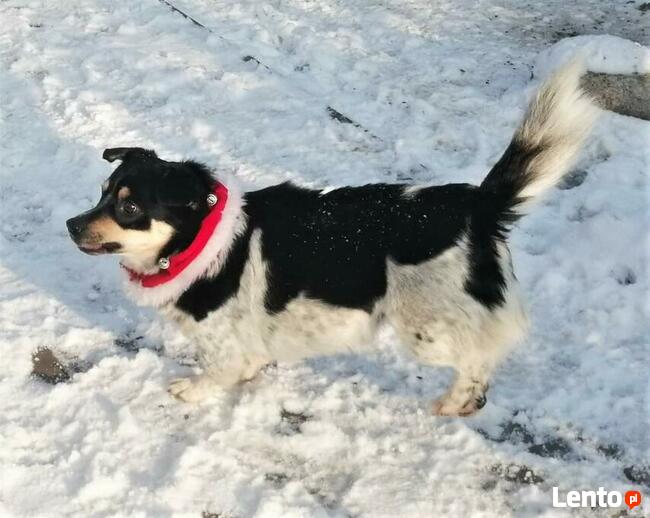 GUCCI proludzki psiak szuka PILNIE kochającego domku