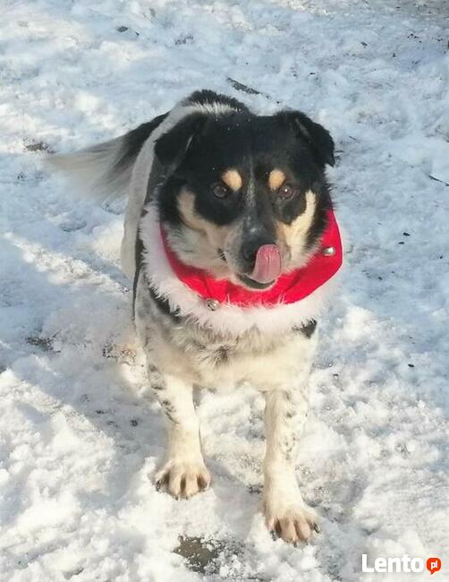 Cudowny psiak uwielbiajacy spacery szuka kochającego domku