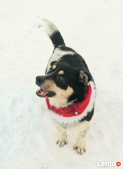 Cudowny psiak uwielbiajacy spacery szuka kochającego domku