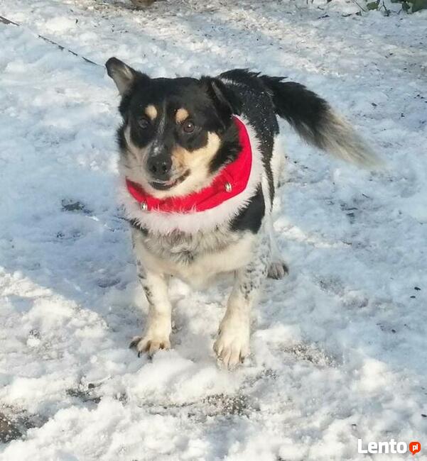 Pogodny przyjacielski psiak BŁAGA o ratunek