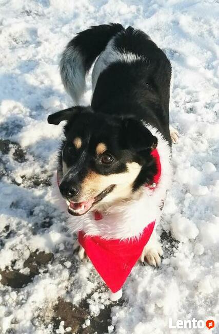 GUCCI proludzki psiak szuka PILNIE kochającego domku