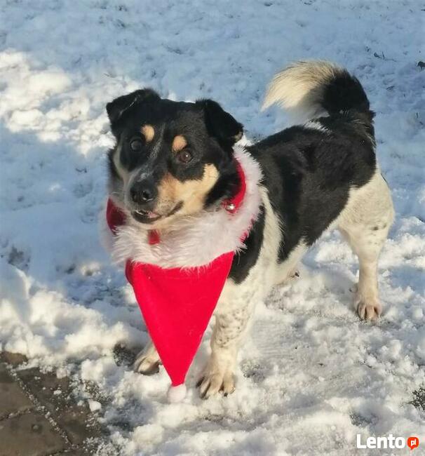 Pogodny przyjacielski psiak BŁAGA o ratunek
