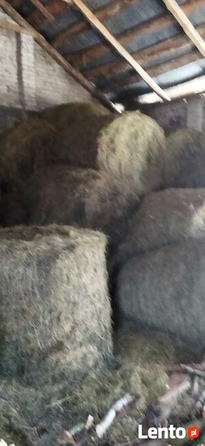 sprzedam bele siana 120-120 50 złotych okazja