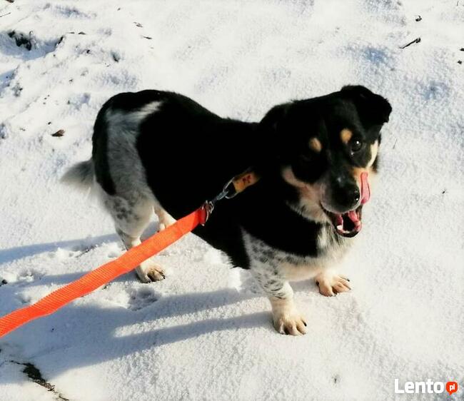Pogodny przyjacielski psiak BŁAGA o ratunek