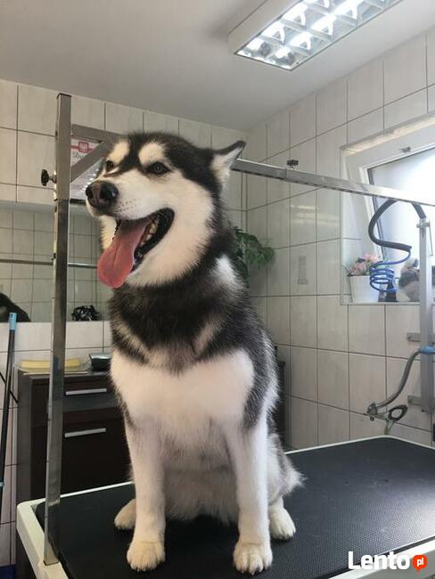 Strzyżenie psów Wieliczka. Salon Urody Psiej. Psi fryzjer