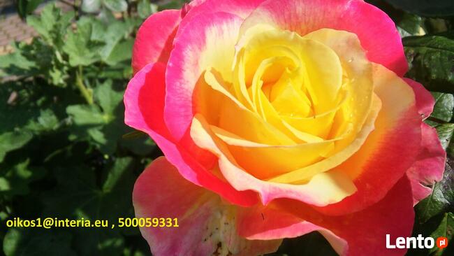 Miejsce na dom + plac składowy + produkcję- 2 dz.