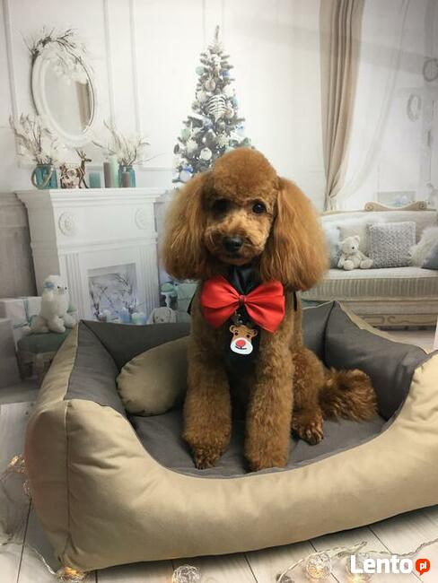 Strzyżenie psów Wieliczka. Salon Urody Psiej. Psi fryzjer