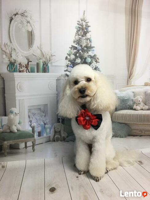 Strzyżenie psów Wieliczka. Salon Urody Psiej. Psi fryzjer