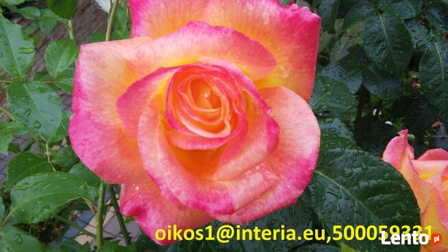 Czemlewo - zielony azyl k . BYDGOSZCZY.