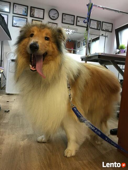 Strzyżenie psów Wieliczka. Salon Urody Psiej. Psi fryzjer