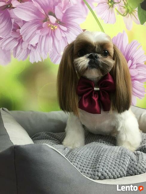 Strzyżenie psów Wieliczka. Salon Urody Psiej. Psi fryzjer