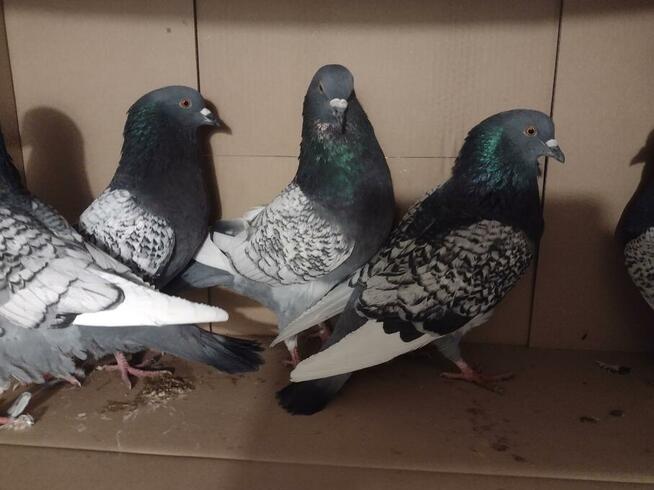 Gołębie rasowe ryś 13 szt