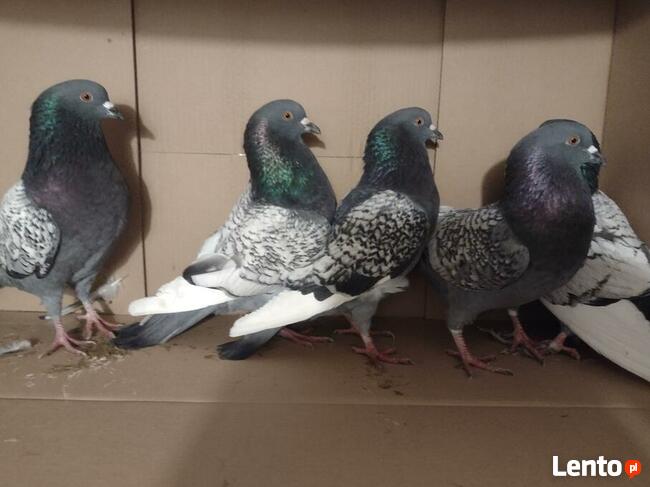 Gołębie rasowe ryś 13 szt