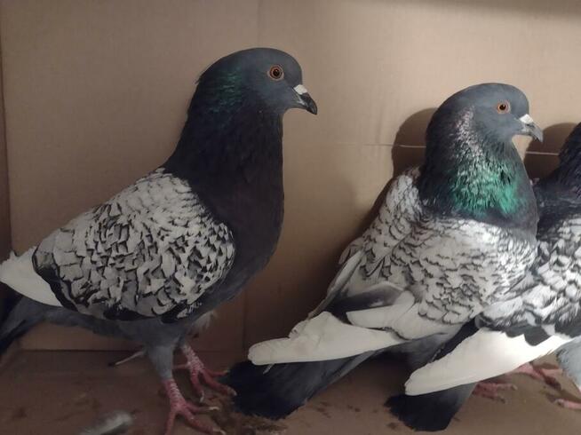 Gołębie rasowe ryś 13 szt