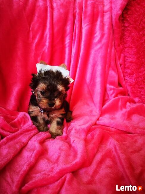 Kolorowe Yoreczki samce