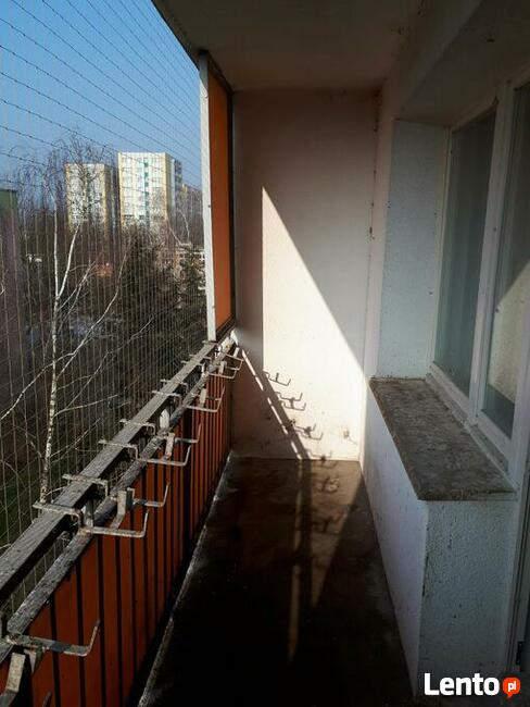 Siatka dla kota/siatka ochronna na balkon - Olsztyn