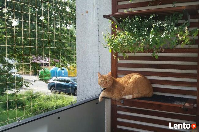 Siatka dla kota/siatka ochronna na balkon - Olsztyn