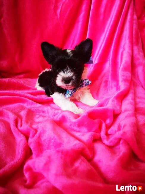 Kolorowe Yoreczki samce