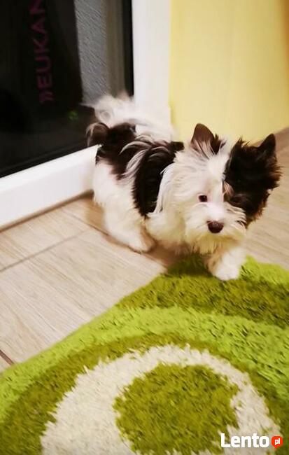 Kolorowe Yoreczki samce