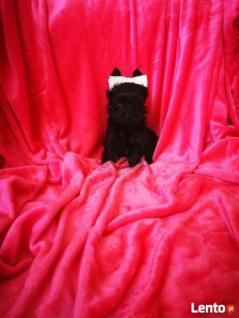 Kolorowe Yoreczki samce