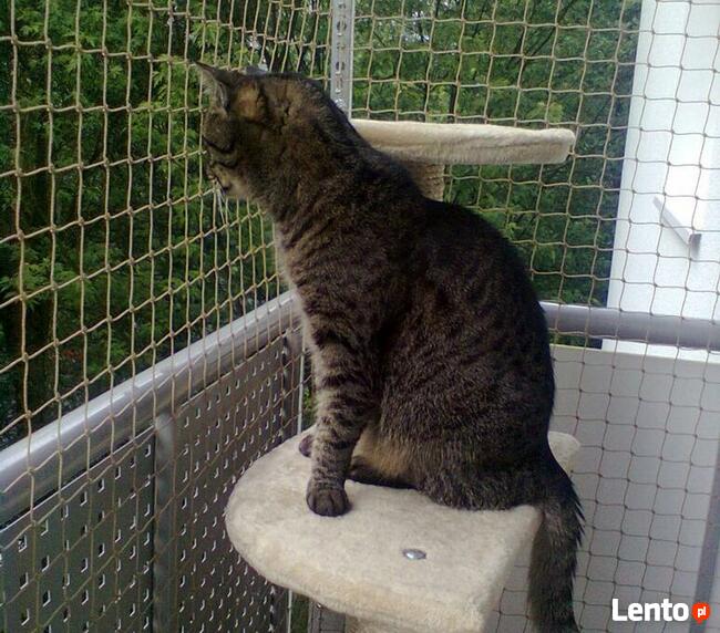 Siatka dla kota/siatka ochronna na balkon - Olsztyn