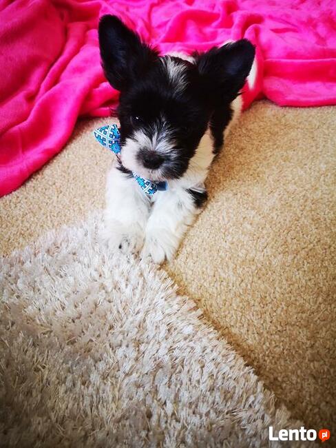 Kolorowe Yoreczki samce