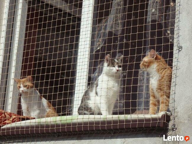 Siatka dla kota/siatka ochronna na balkon - Olsztyn