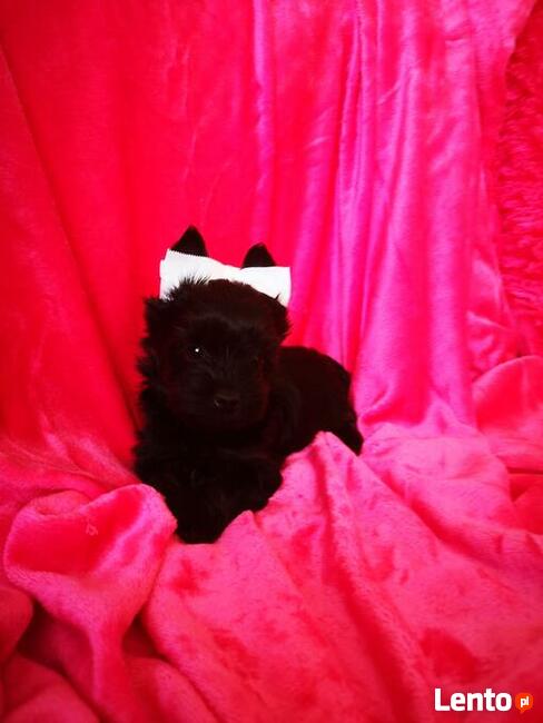 Kolorowe Yoreczki samce