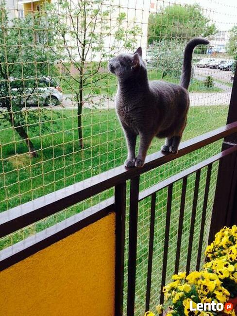 Siatka dla kota/siatka ochronna na balkon - Olsztyn