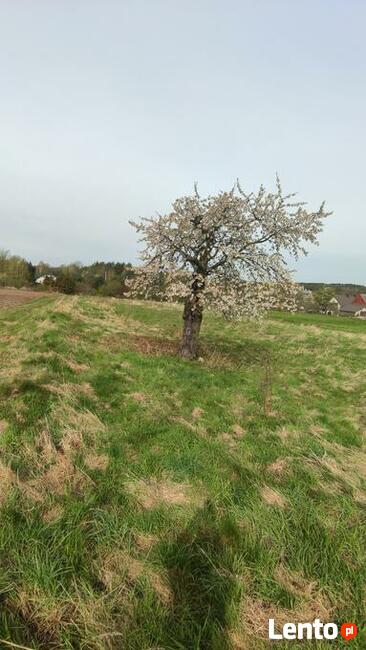 Działka Dolina Baryczy Wieś Cisza Spokój Las