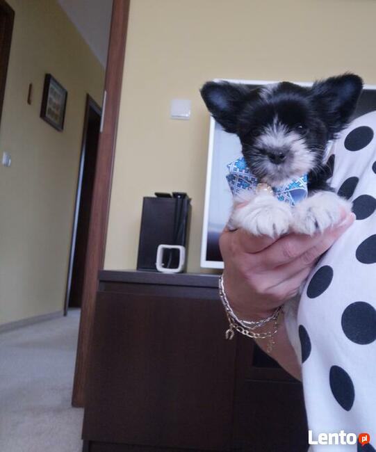 Kolorowe Yoreczki samce