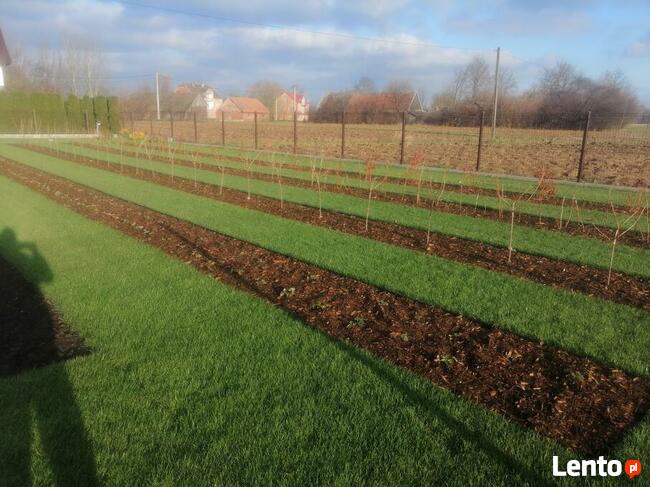 Kompleksowe usługi ogrodnicze, Trawniki ,Ogrody ,Nawadniania