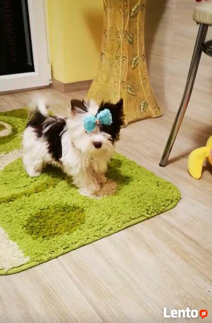 Kolorowe Yoreczki samce