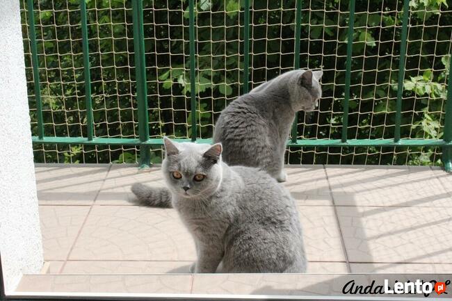 Siatka dla kota/siatka ochronna na balkon - Olsztyn