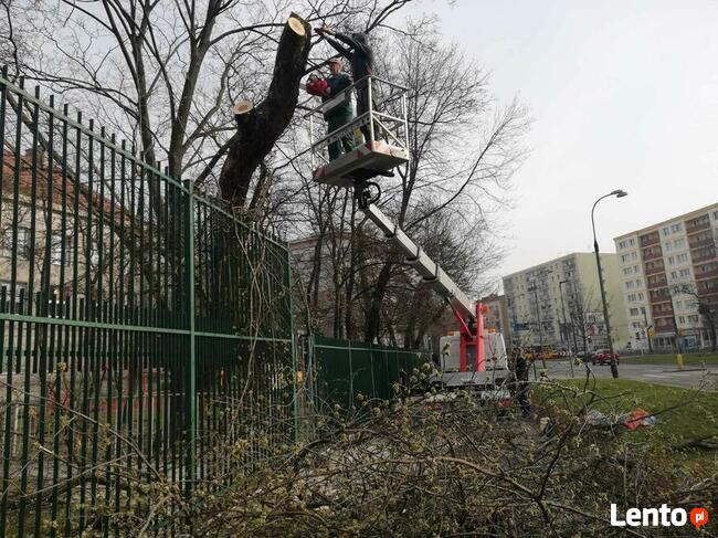 Wycinka drzew / Pielęgnacja drzew / Czyszczenie działek /