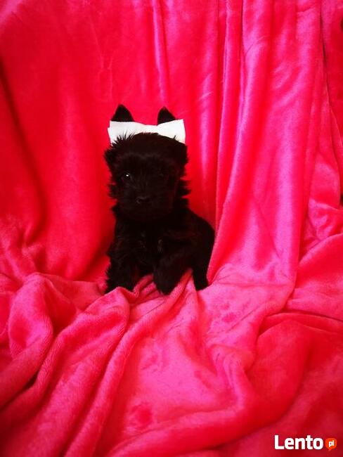 Kolorowe Yoreczki samce