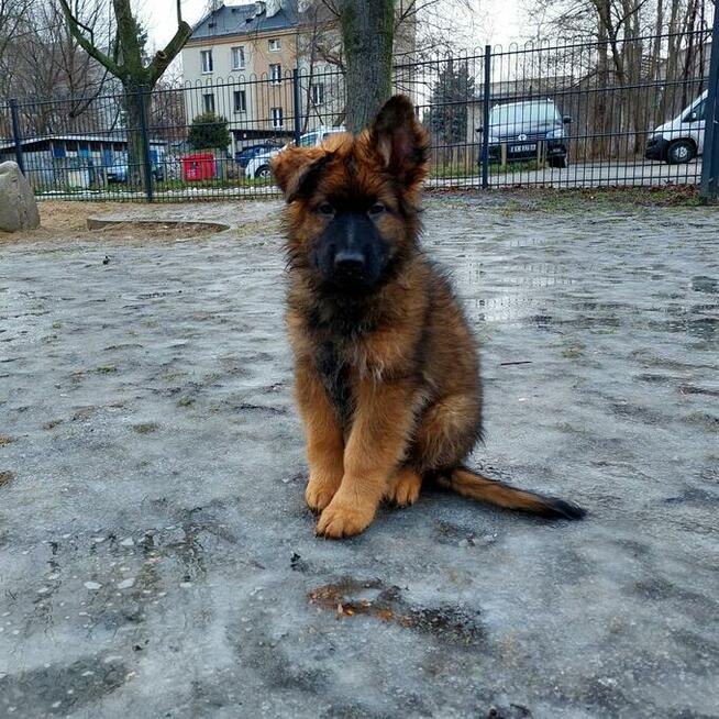 Szczenięta owczarek niemiecki długowłosy