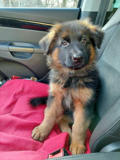 Szczenięta owczarek niemiecki długowłosy