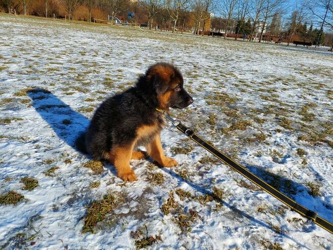 Szczenięta owczarek niemiecki długowłosy