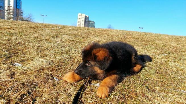 Szczenięta owczarek niemiecki długowłosy